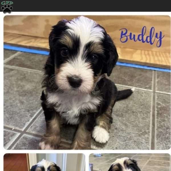 Buddy, Mini Bernedoodle Puppy